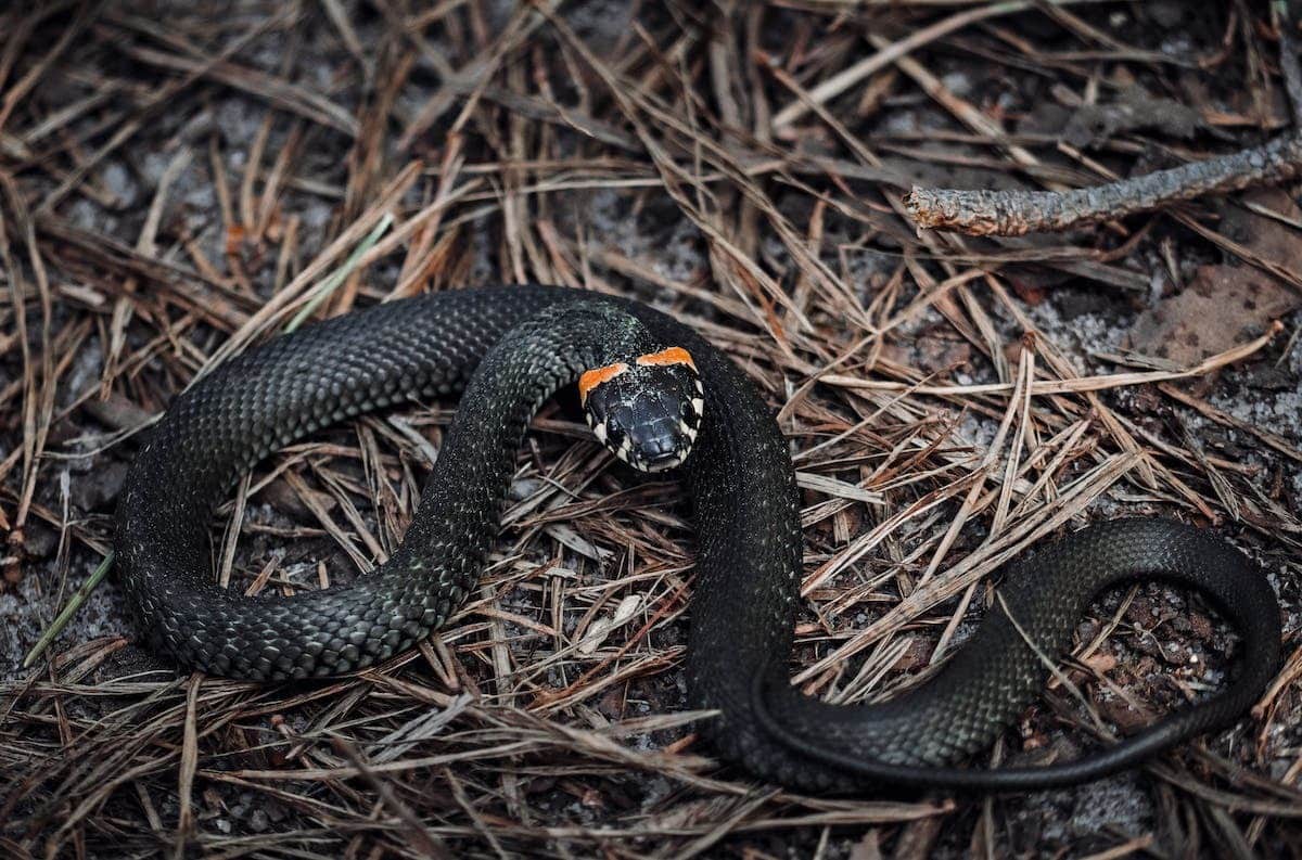 La couleuvre à collier : tout savoir sur son habitat et son alimentation